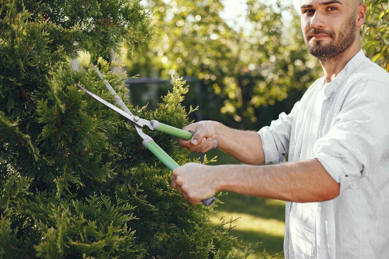 Tree Health Inspection in Brigantine, NJ